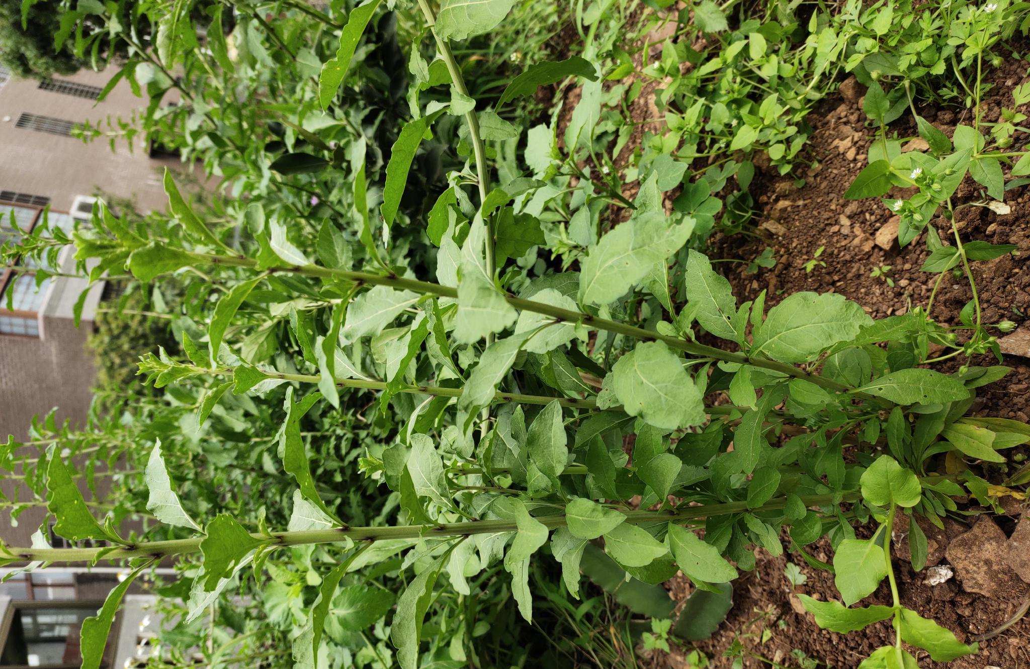 一个月种出嫩油油的枸杞菜原来是这样的简单