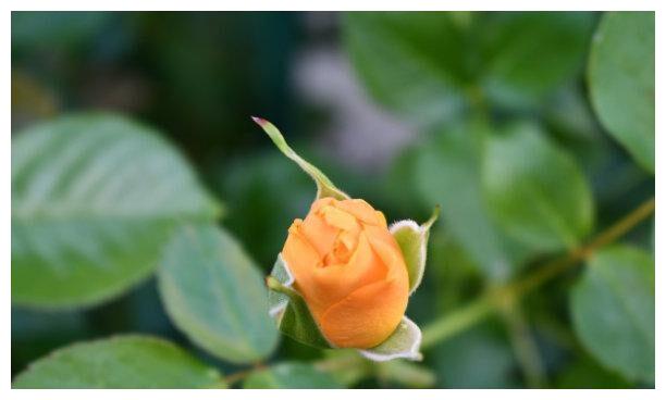 下礼拜 披荆斩棘 心情顺畅 天降喜运 难挡柔情 永不分离