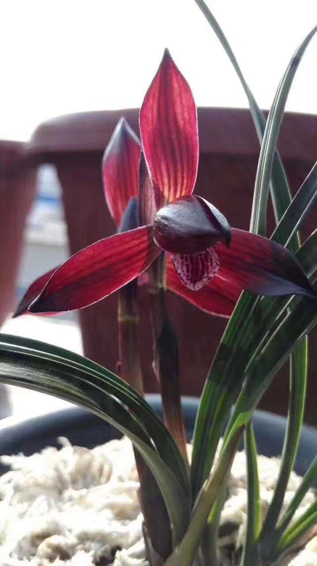 春兰名品,娄山红,花色跟香味都是顶级,曾消失数年,现重出江湖_高清