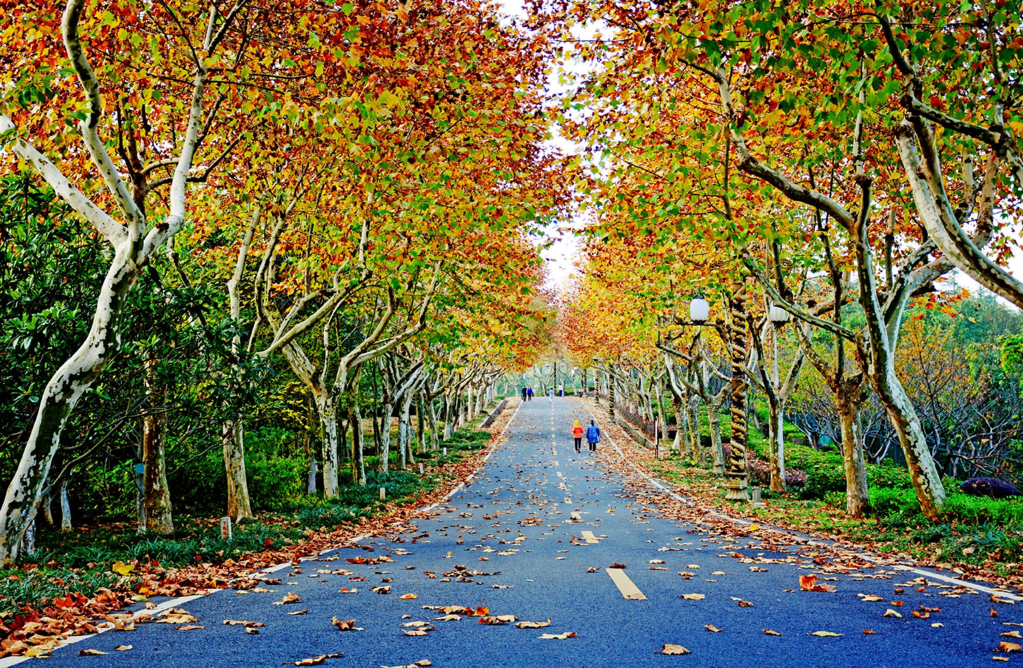 宜兴龙背山森林公园之秋(五年前拍摄).__财经头条