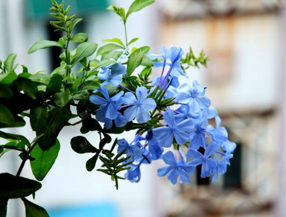 种花,花量很大,高贵典雅,很特别|石竹花|水肥|小草_新浪新闻