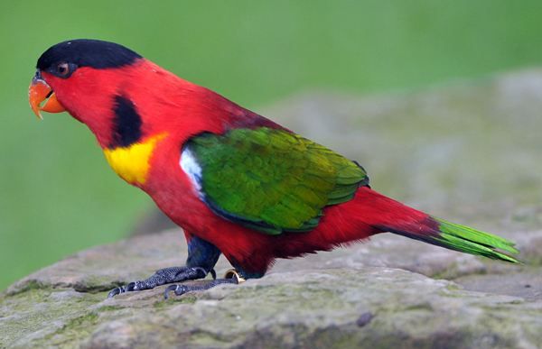 黄领吸蜜鹦鹉鸟体为红色,额头,鸟喙和眼睛,头顶和颈部为黑色_高清图集