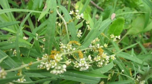 农村一种两头尖的野果,它长得古怪可价值很高,摘了能吃用处不小