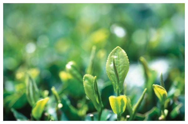 乙木性格特点 十天干十二月令旺弱怎么看