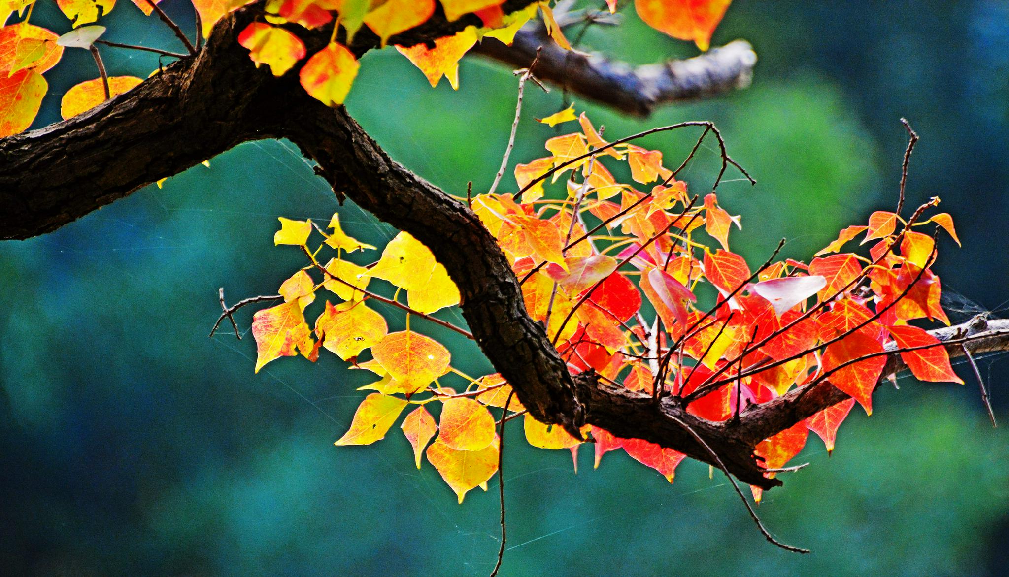 乌桕树叶开启了色彩缤纷的秋天江苏省无锡市锡山区锡北镇