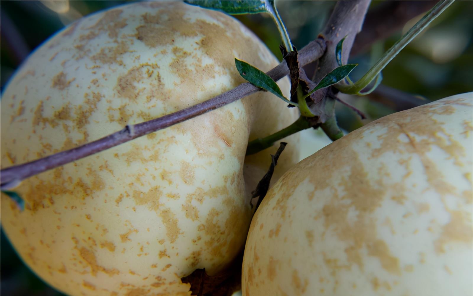 好好的苹果长满果锈,这是哪里出了错?