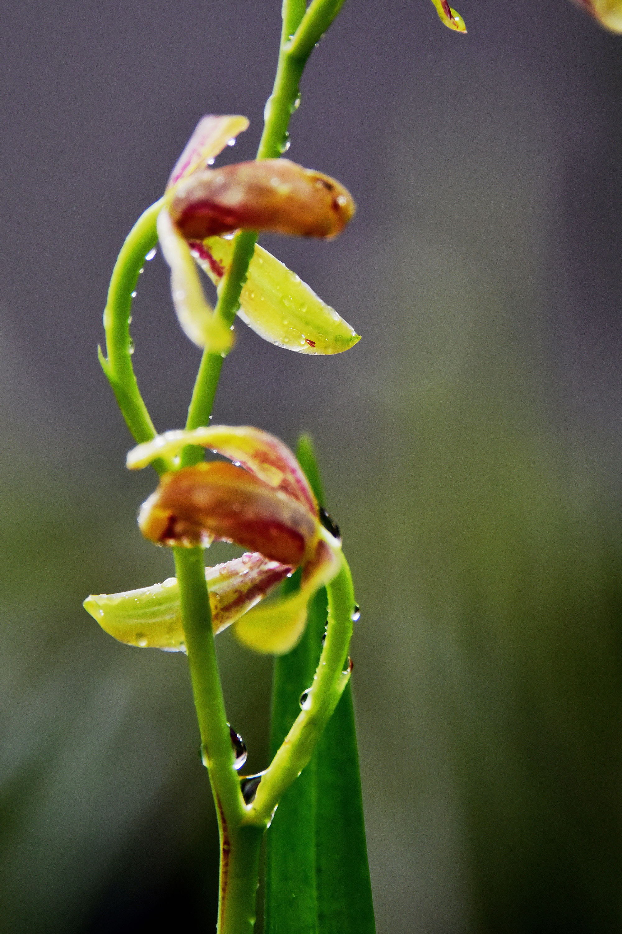 小院幽兰,大雨没出门,雨隙自家小院拍夏兰花开.江苏无锡锡山区