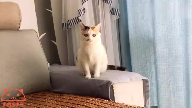 夏日炎炎 两只猫躲在窗帘后乘凉 还在说悄悄话呀 猫 新浪新闻 夏日炎炎 两只猫躲在窗帘后乘凉 还在说悄悄话呀 猫 新浪新闻