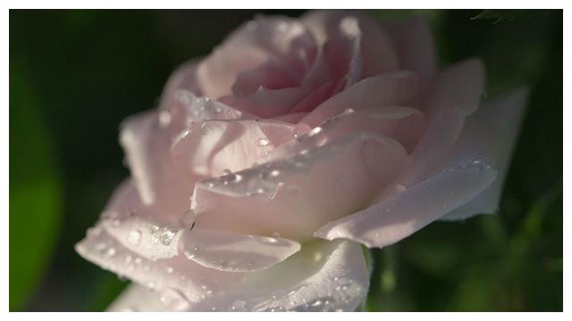 6月29日开始 四大星座吉事当头 发cai致富 官运亨通 财富 星座 水瓶座 新浪新闻