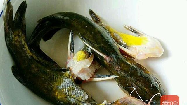 它是"天然胶原液",女人皮肤不好多吃它,去皱美白,皮肤更紧致|黄刺鱼