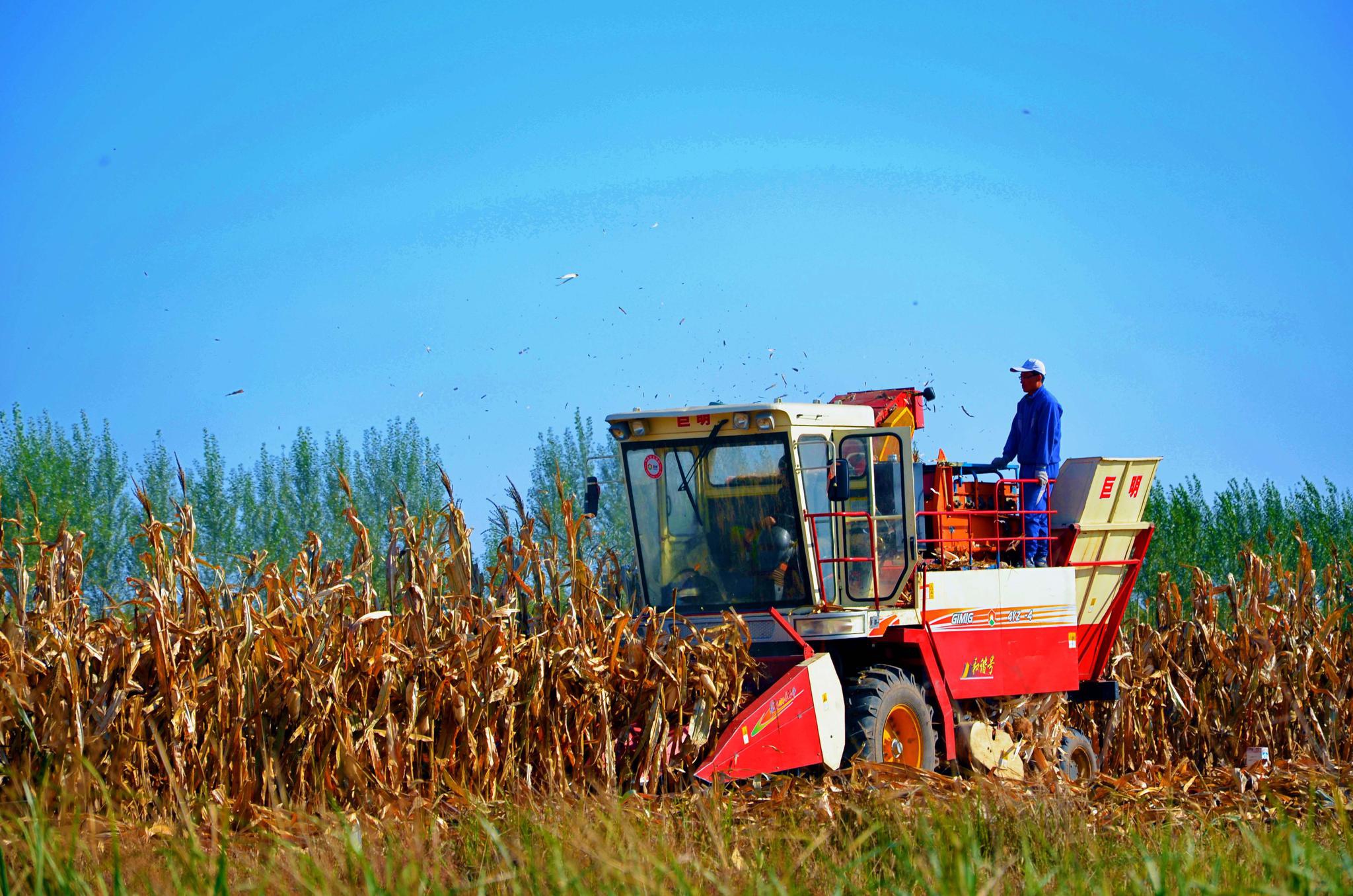 机械化收玉米,原创拍摄_高清图集_新浪网