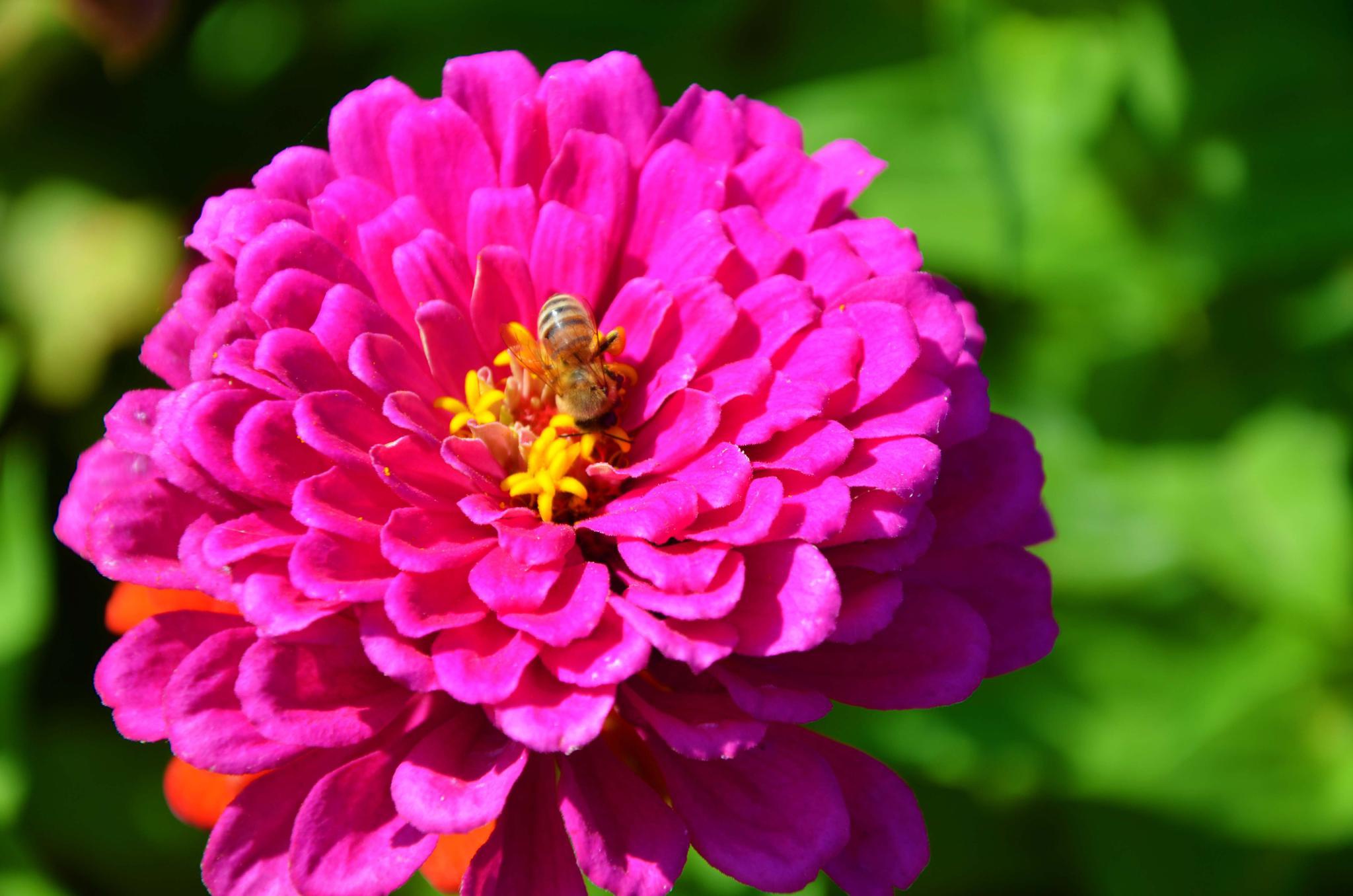 艳丽的百日菊,原创拍摄|百日菊|原创|拍摄_新浪新闻