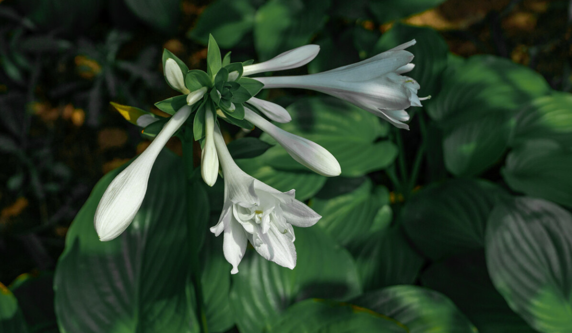绿萝也能开花花朵洁白又芳香一次能开100天