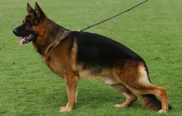 弓背和平背的德国牧羊犬,哪一个是你心中的"男神"