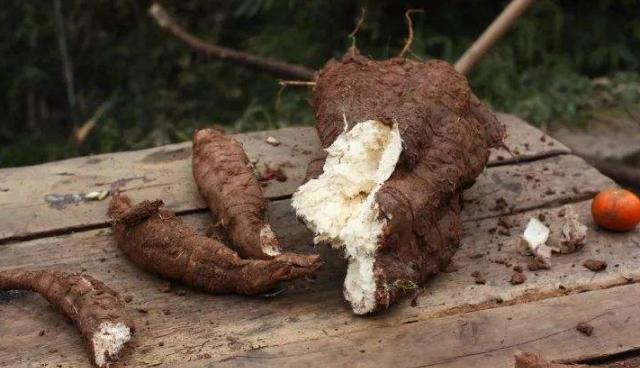 农村这种老树根,虽然长得丑,但是能当饭吃!