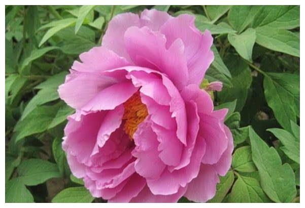 不轻易对别人说喜欢的星座,爱上对方,就会毫不犹豫追求休闲区蓝鸢梦想 - Www.slyday.coM 不轻易对别人说喜欢的星座,爱上对方,就会毫不犹豫追求休闲区蓝鸢梦想 - Www.slyday.coM