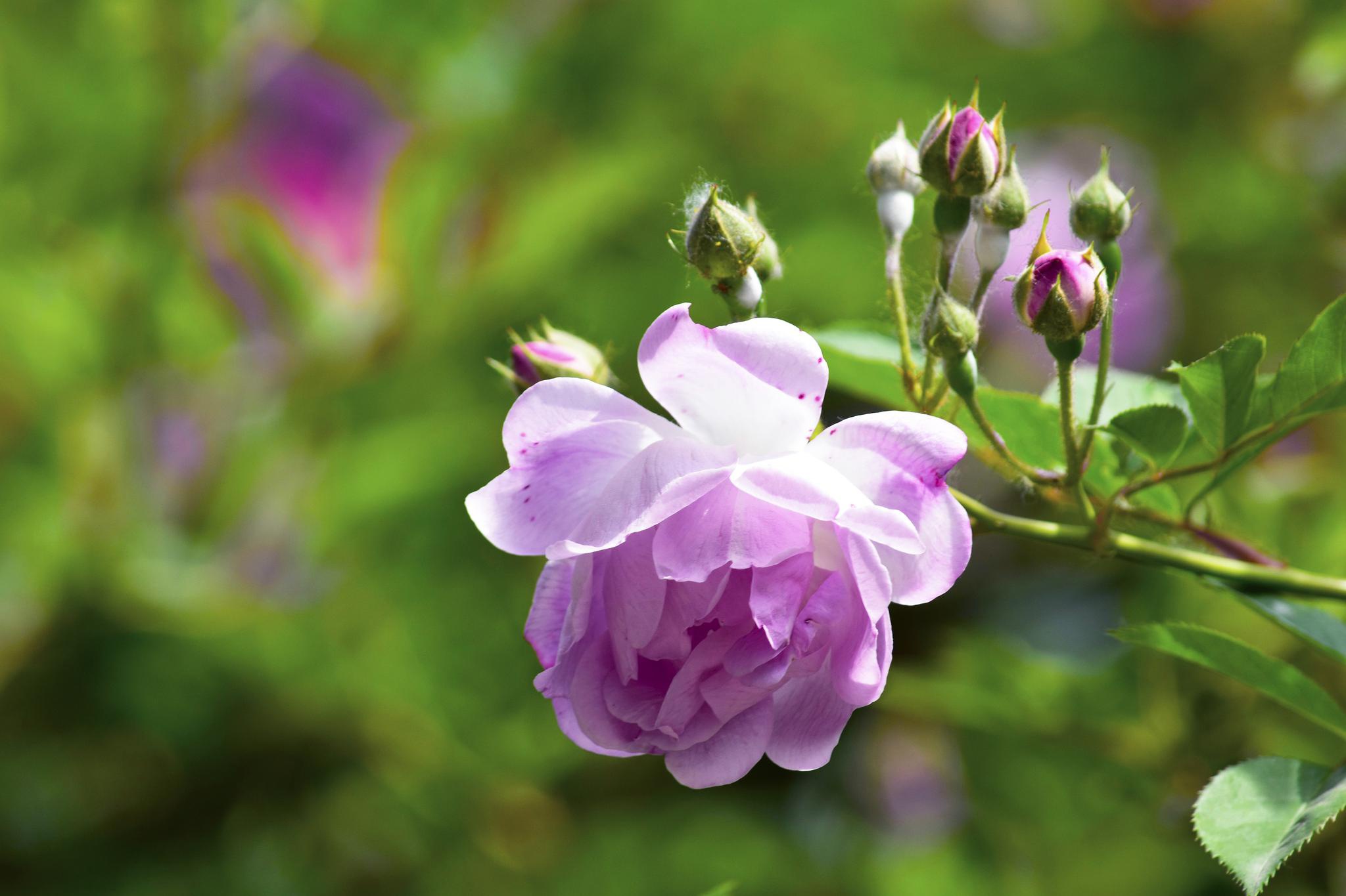 【原创摄影】日射纱窗风撼扉,香罗拭手春事违