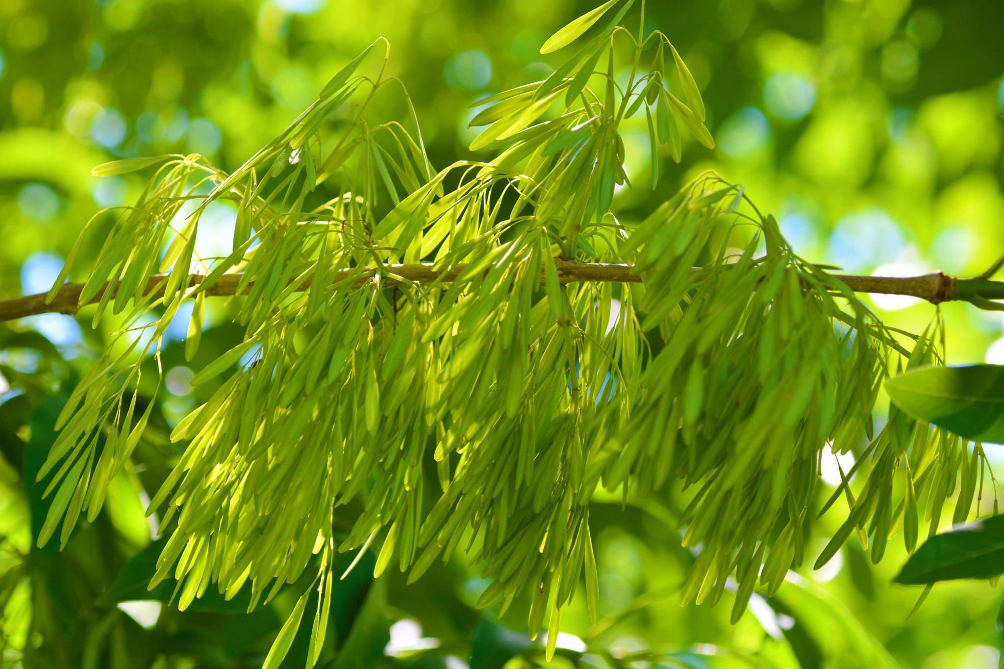 白杜卫矛树还没成熟的种子,原创拍摄