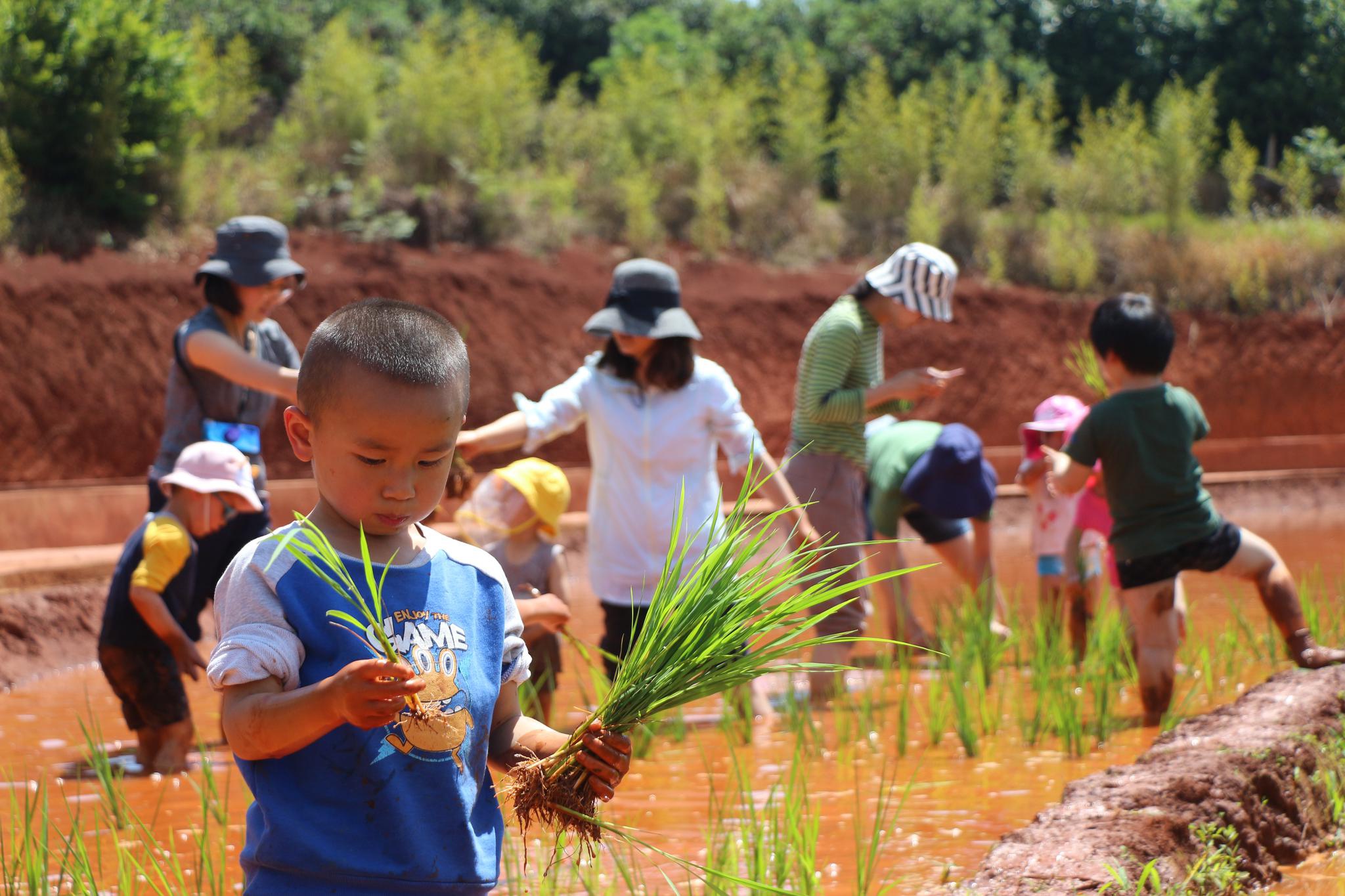 采玉米摘杨梅插秧来半山耕云农事体验 享田园野趣