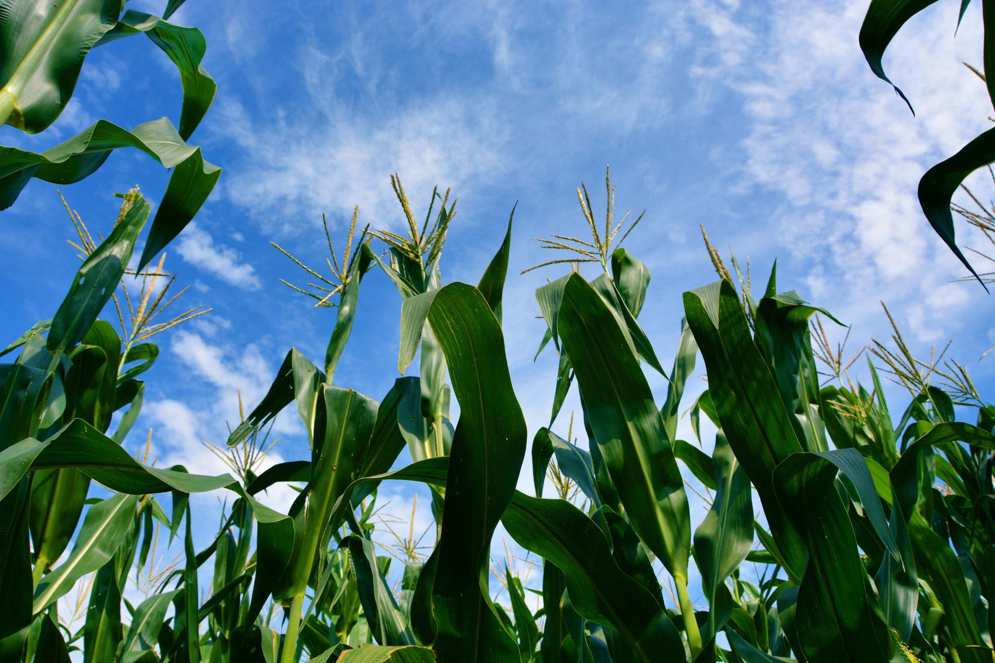 初秋的玉米地,原创拍摄_高清图集_新浪网