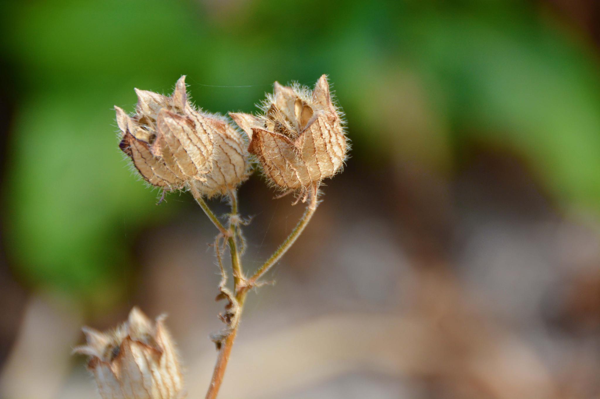 秋天成熟的野西瓜苗,原创拍摄_高清图集_新浪网