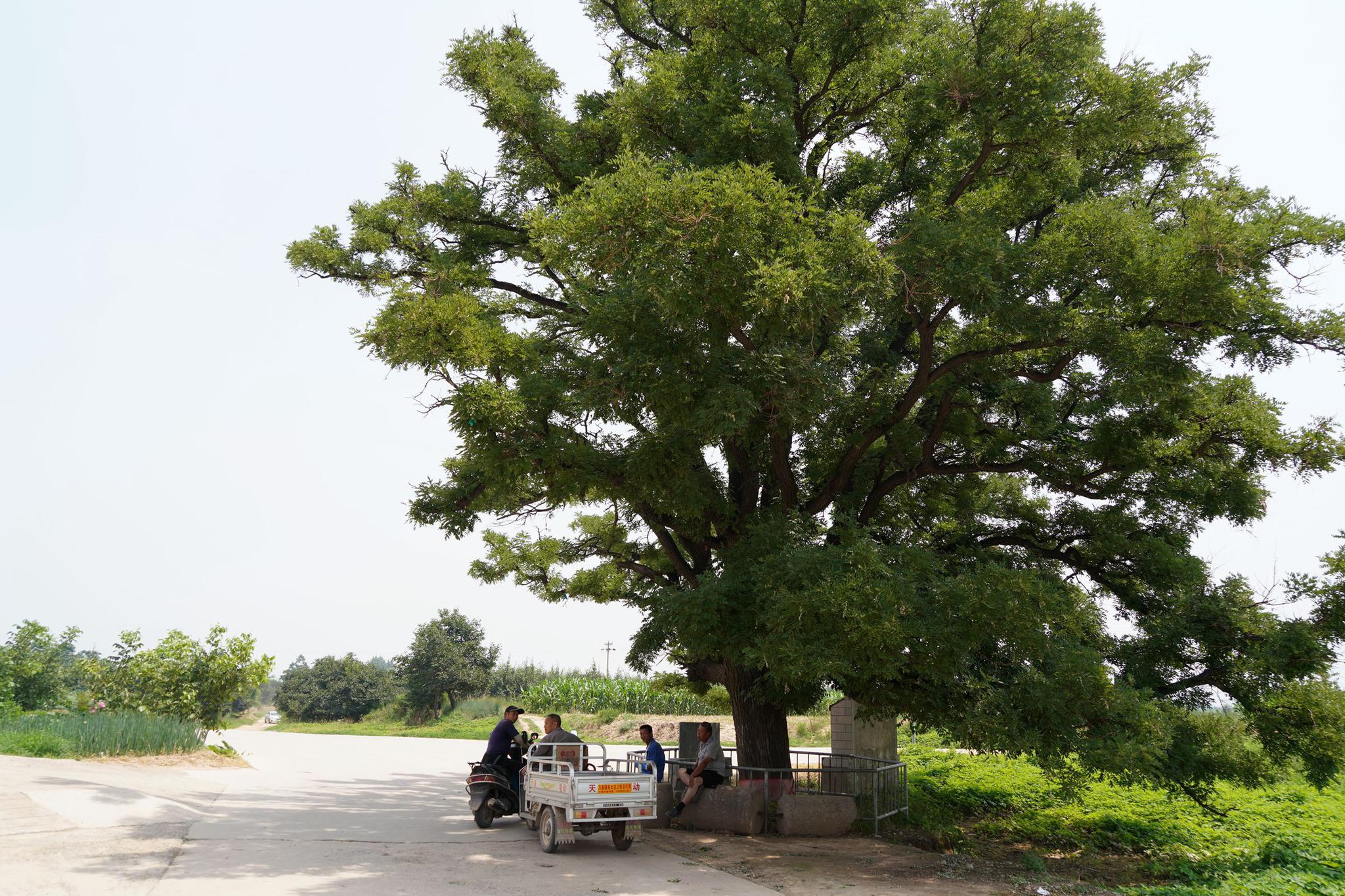山西农村60年大槐树挂满槐米,有人浇水无人采摘,咋回事