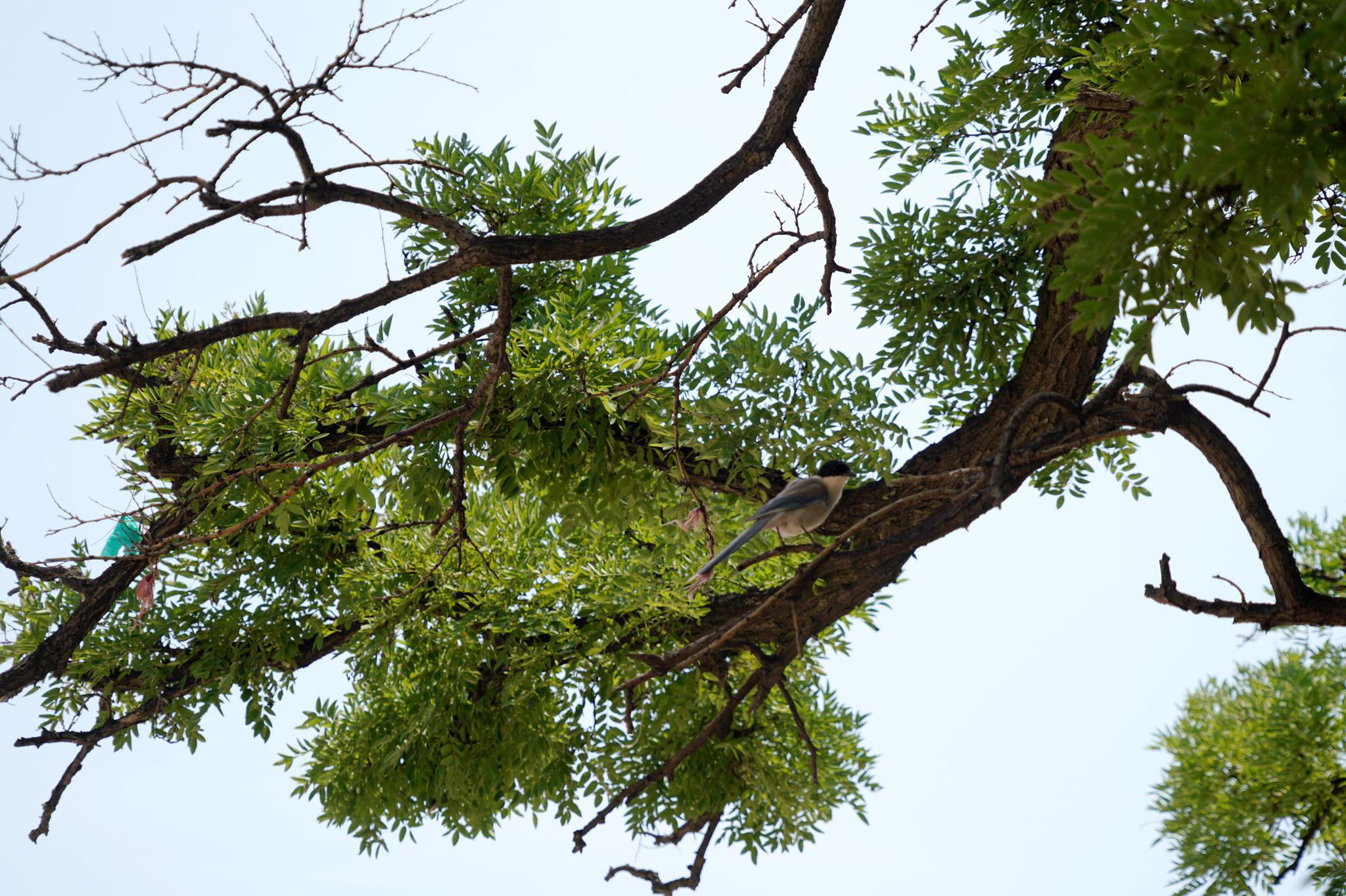 山西农村60年大槐树挂满槐米,有人浇水无人采摘,咋回事