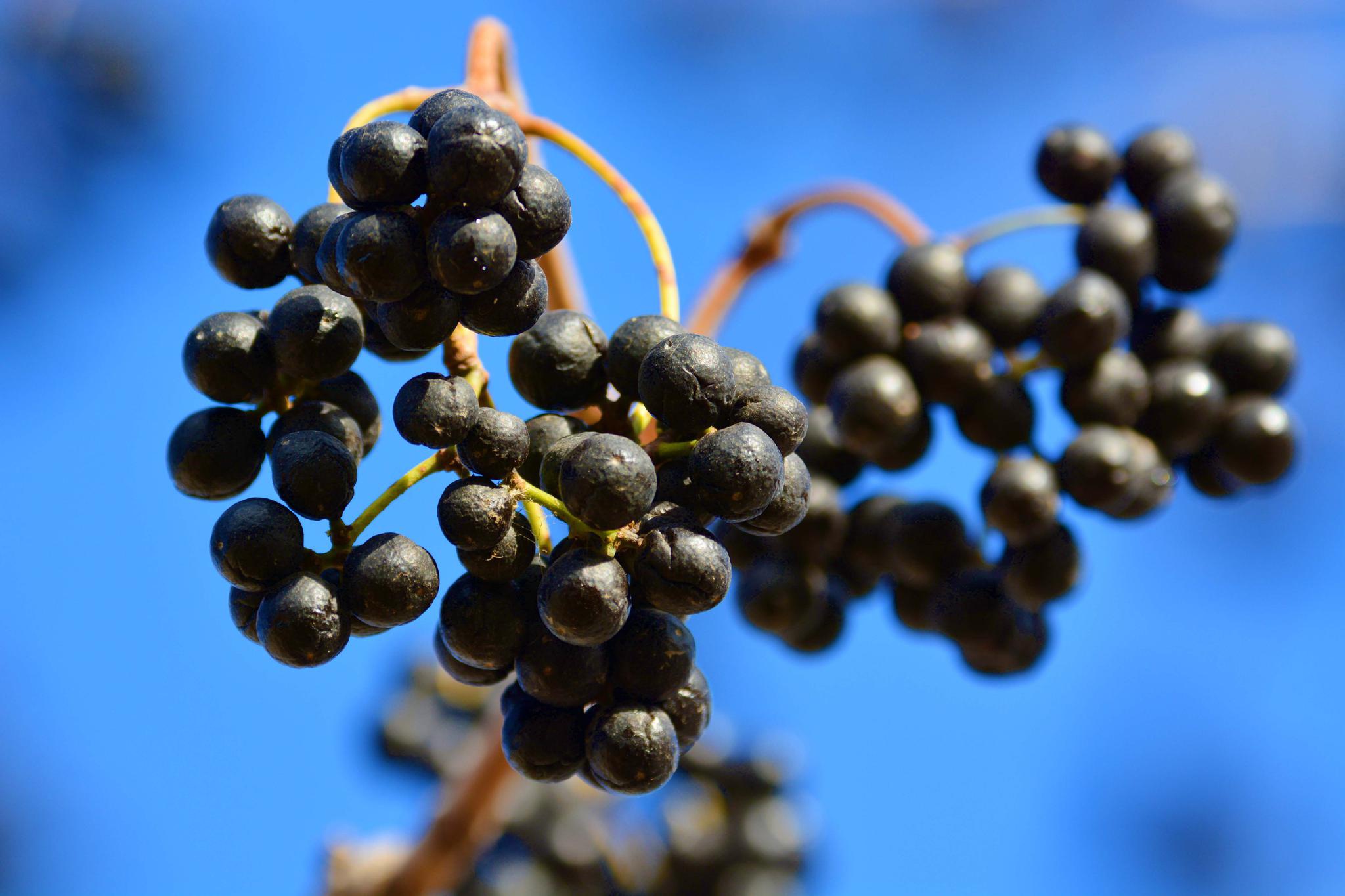 成熟后的黄檗树果实原创拍摄