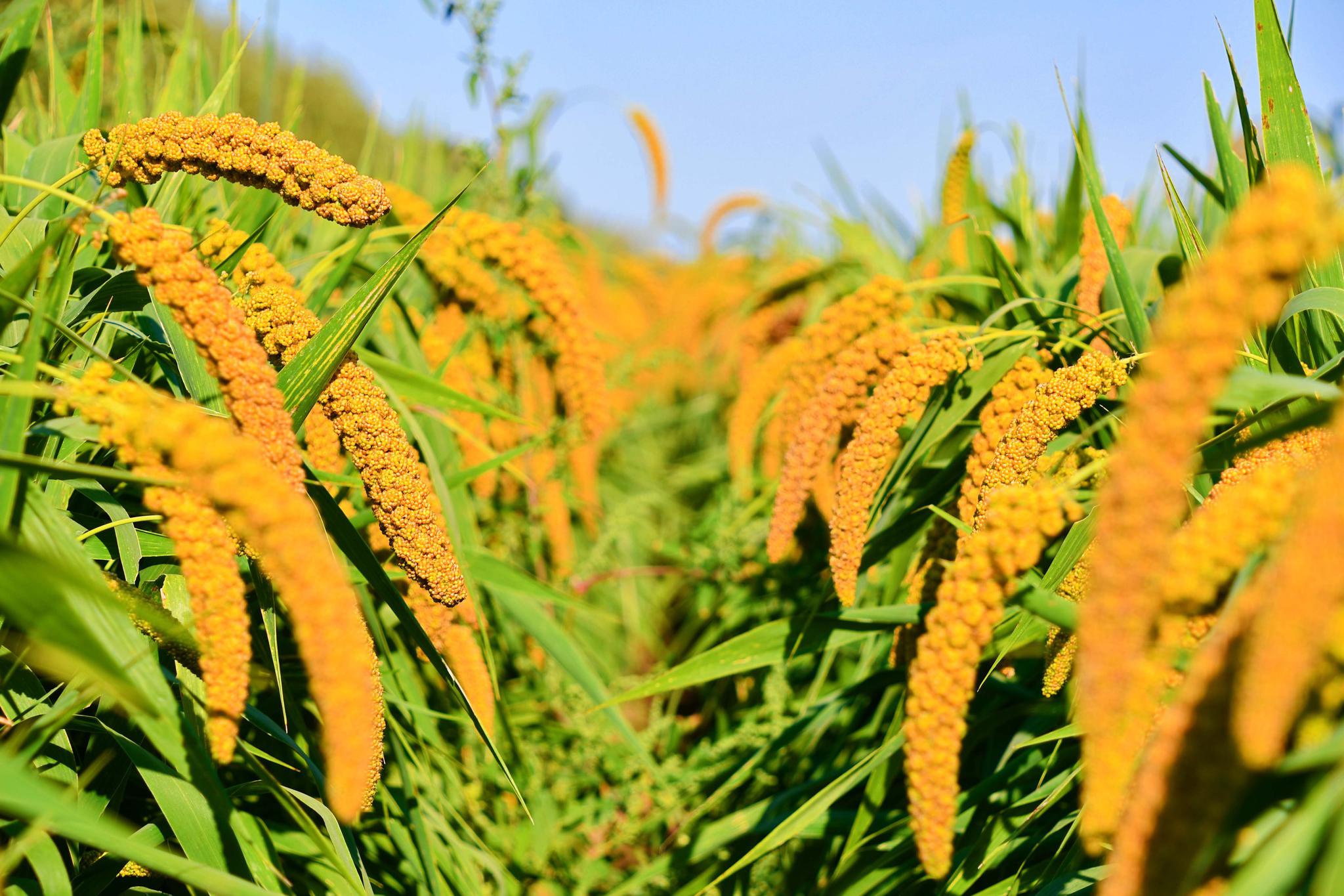沉甸甸的谷子成熟了原创拍摄