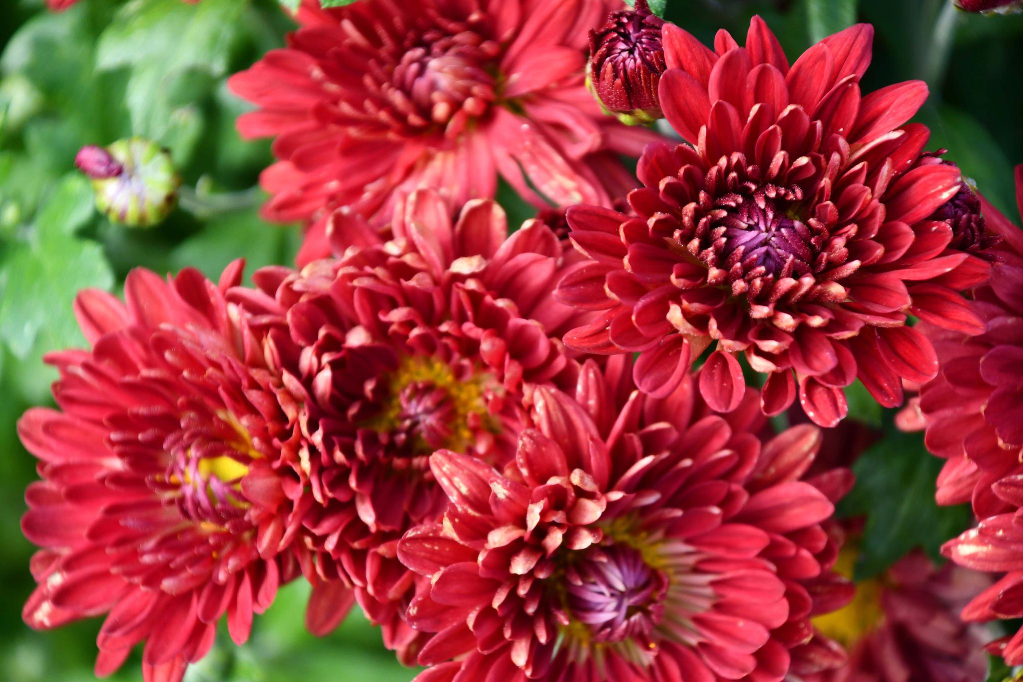 深红色的菊花,原创拍摄