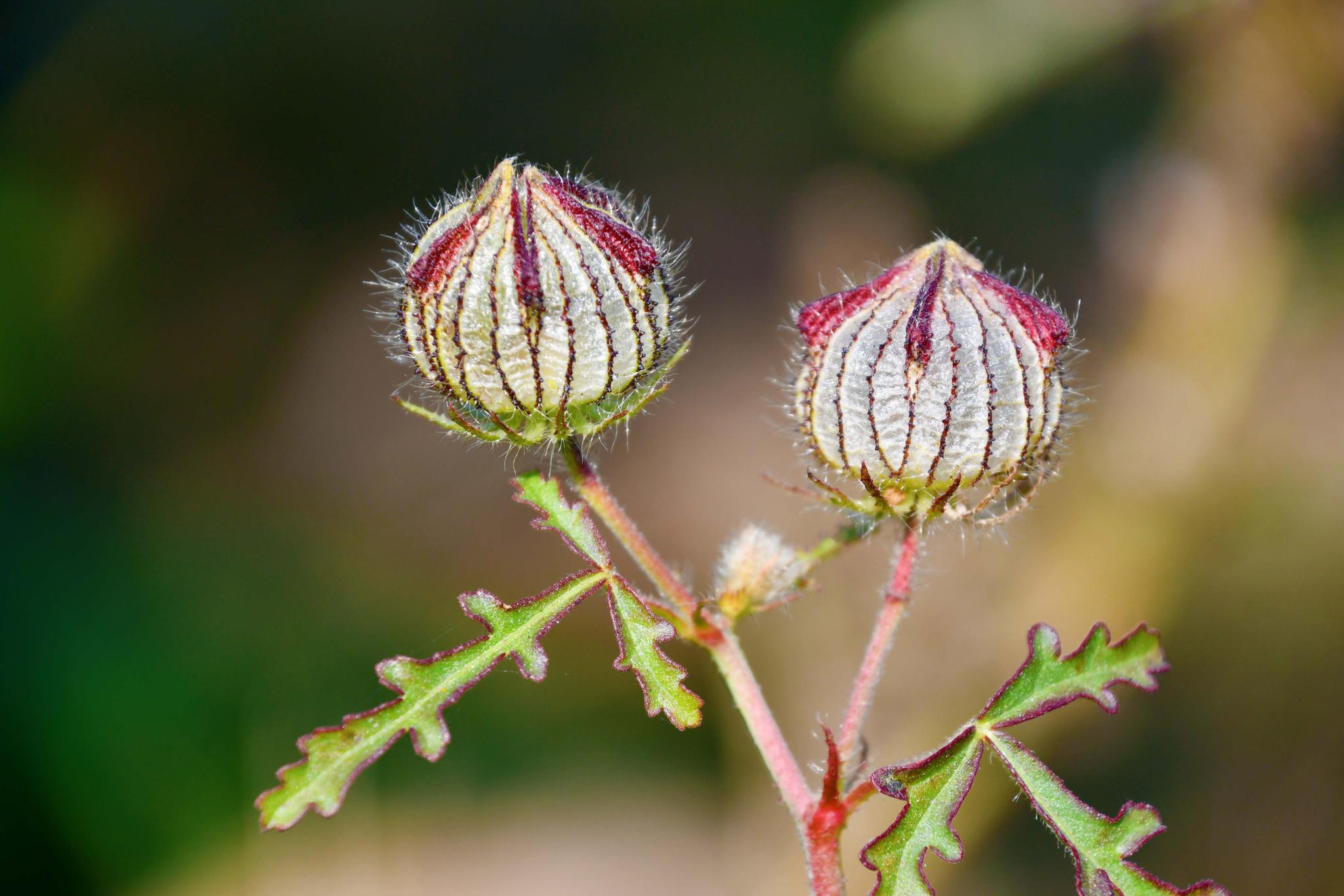 野生植物野西瓜苗,原创拍摄