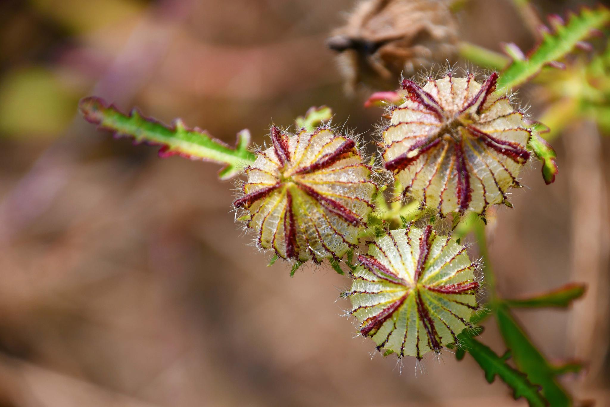 野生植物野西瓜苗,原创拍摄