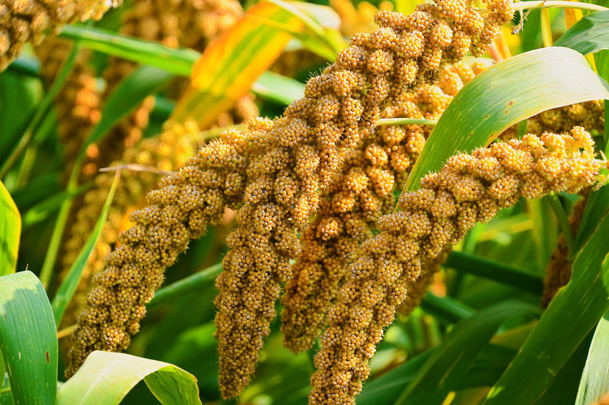 霜降时节谷子丰收了,原创拍摄