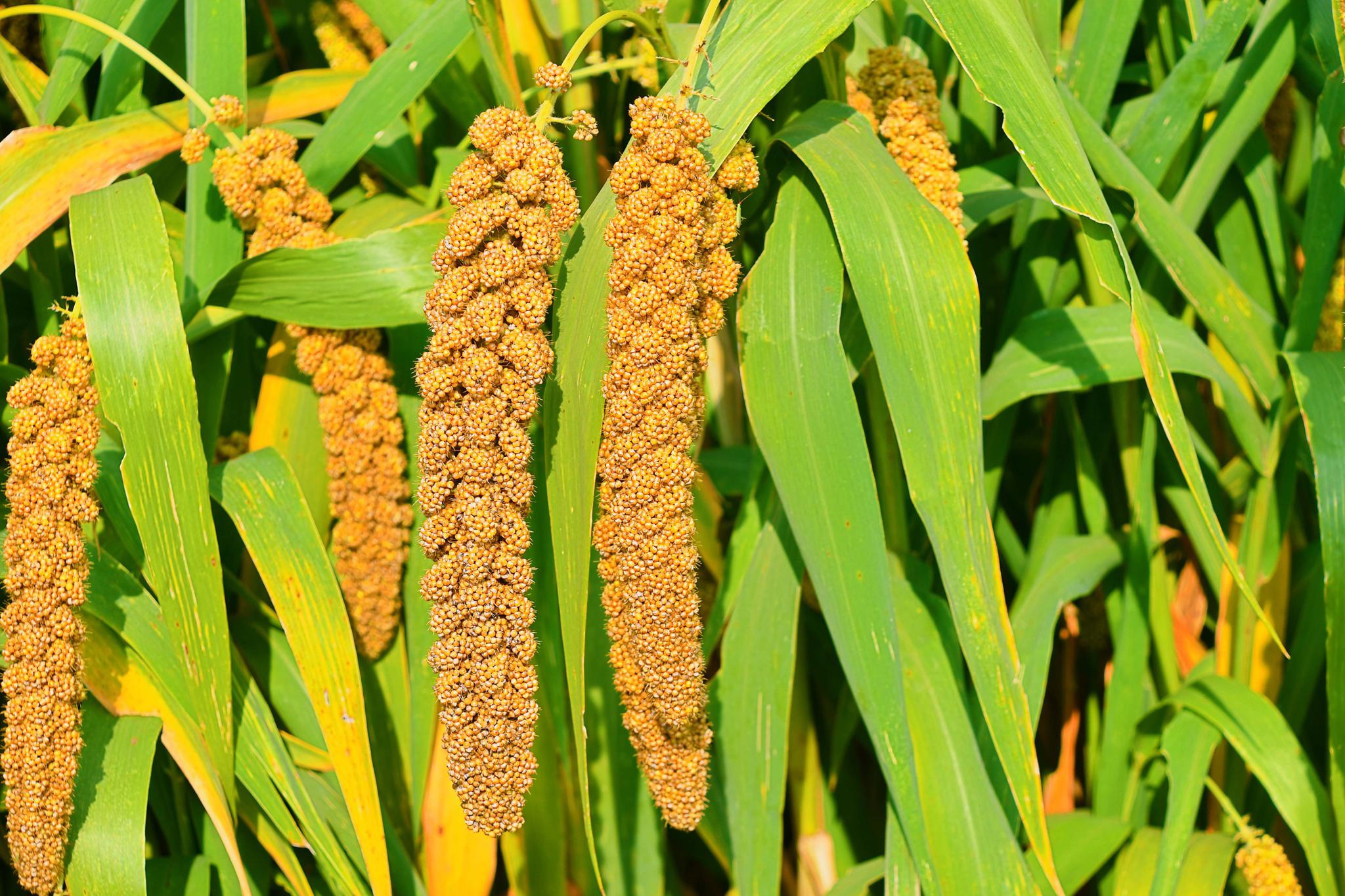 霜降时节谷子丰收了,原创拍摄