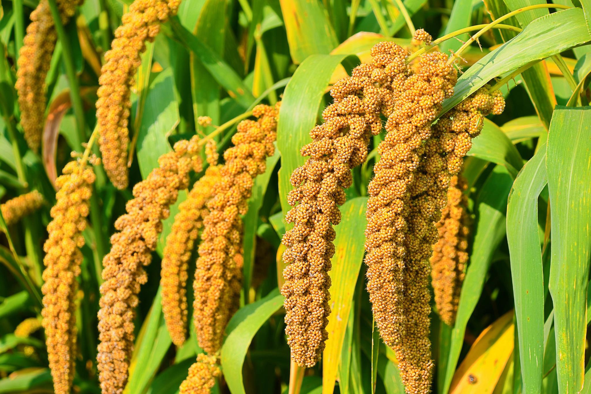 霜降时节谷子丰收了,原创拍摄