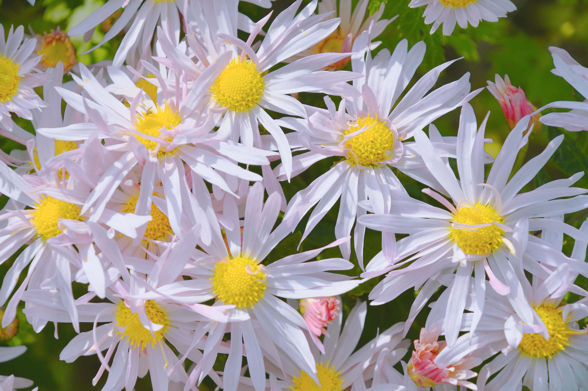 秋天洁白淡雅的菊花,原创拍摄