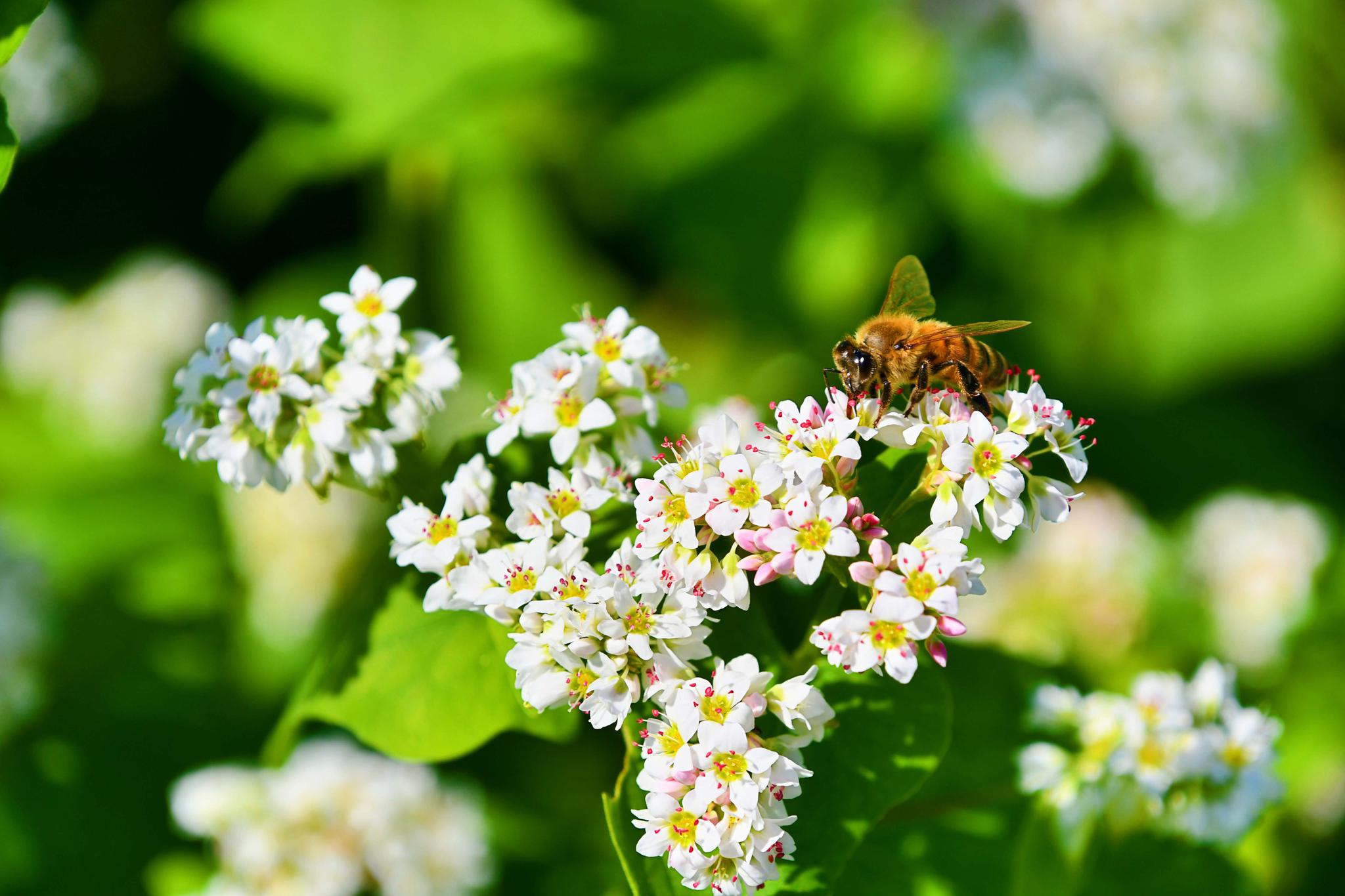 荞麦白色的小花,原创拍摄