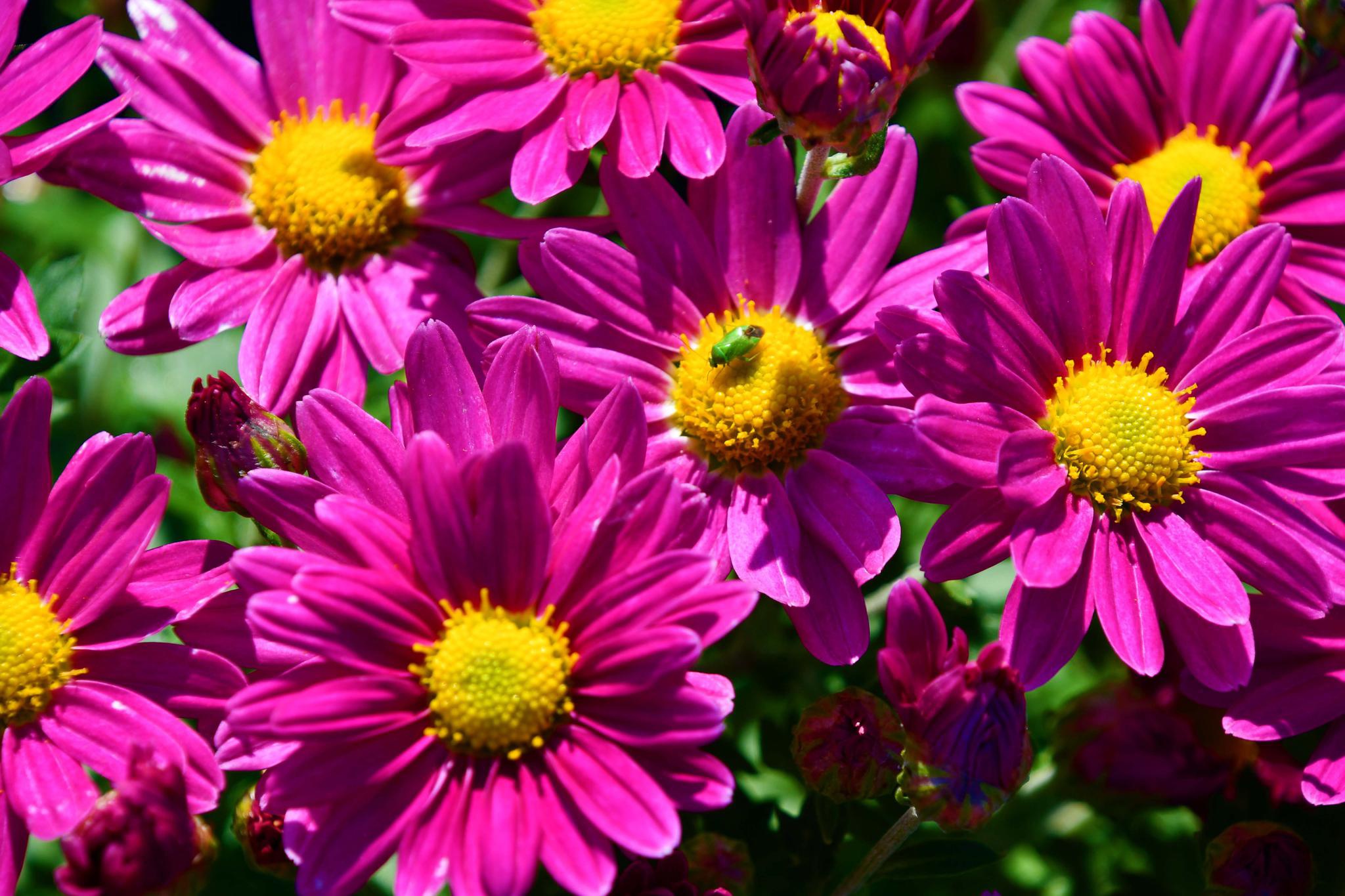 五种颜色和形状的雏菊花原创拍摄