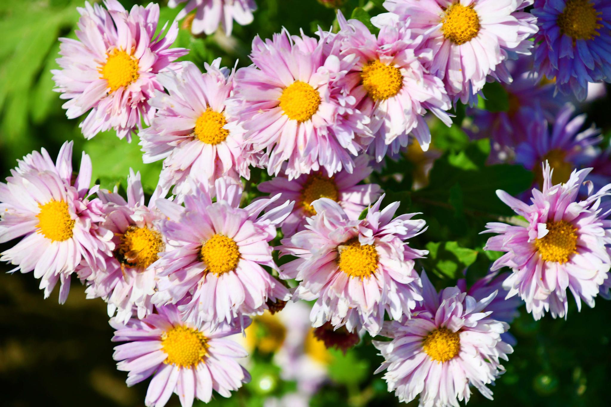 五种颜色和形状的雏菊花原创拍摄