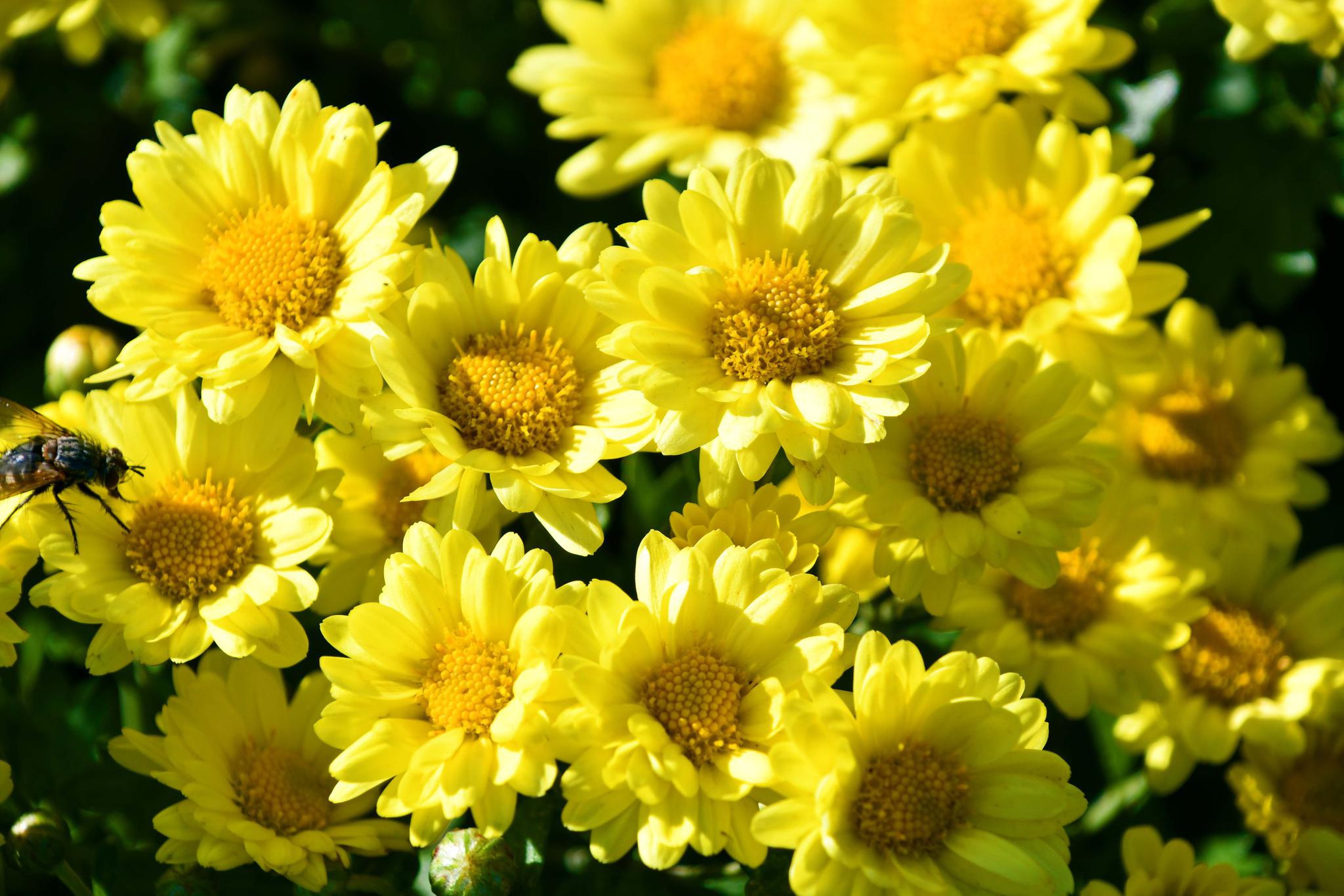 五种颜色和形状的雏菊花原创拍摄