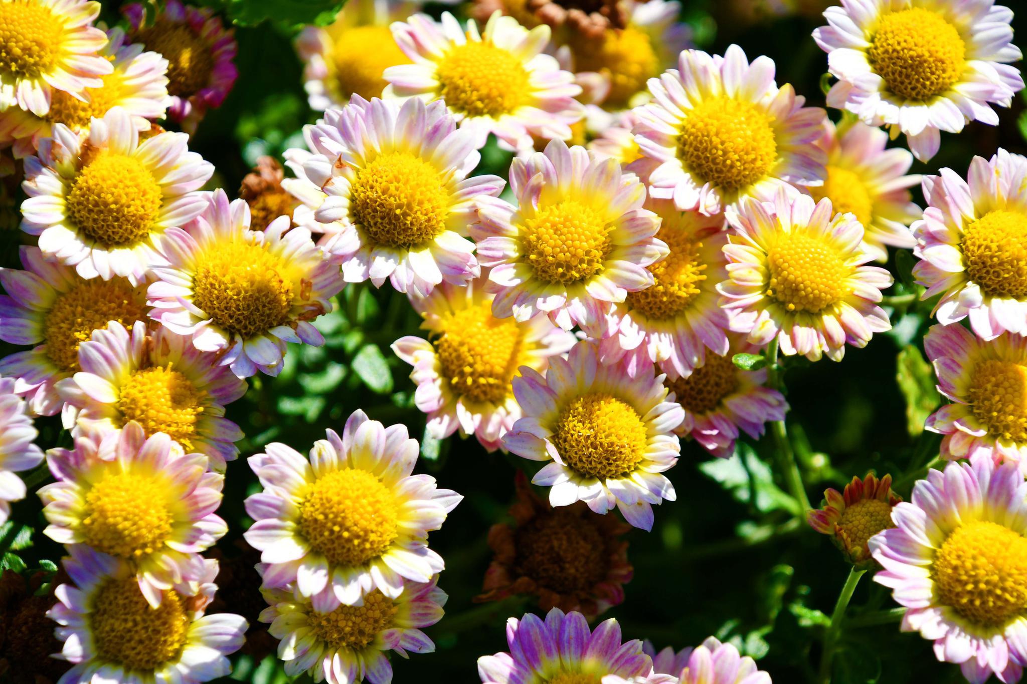 五种颜色和形状的雏菊花原创拍摄