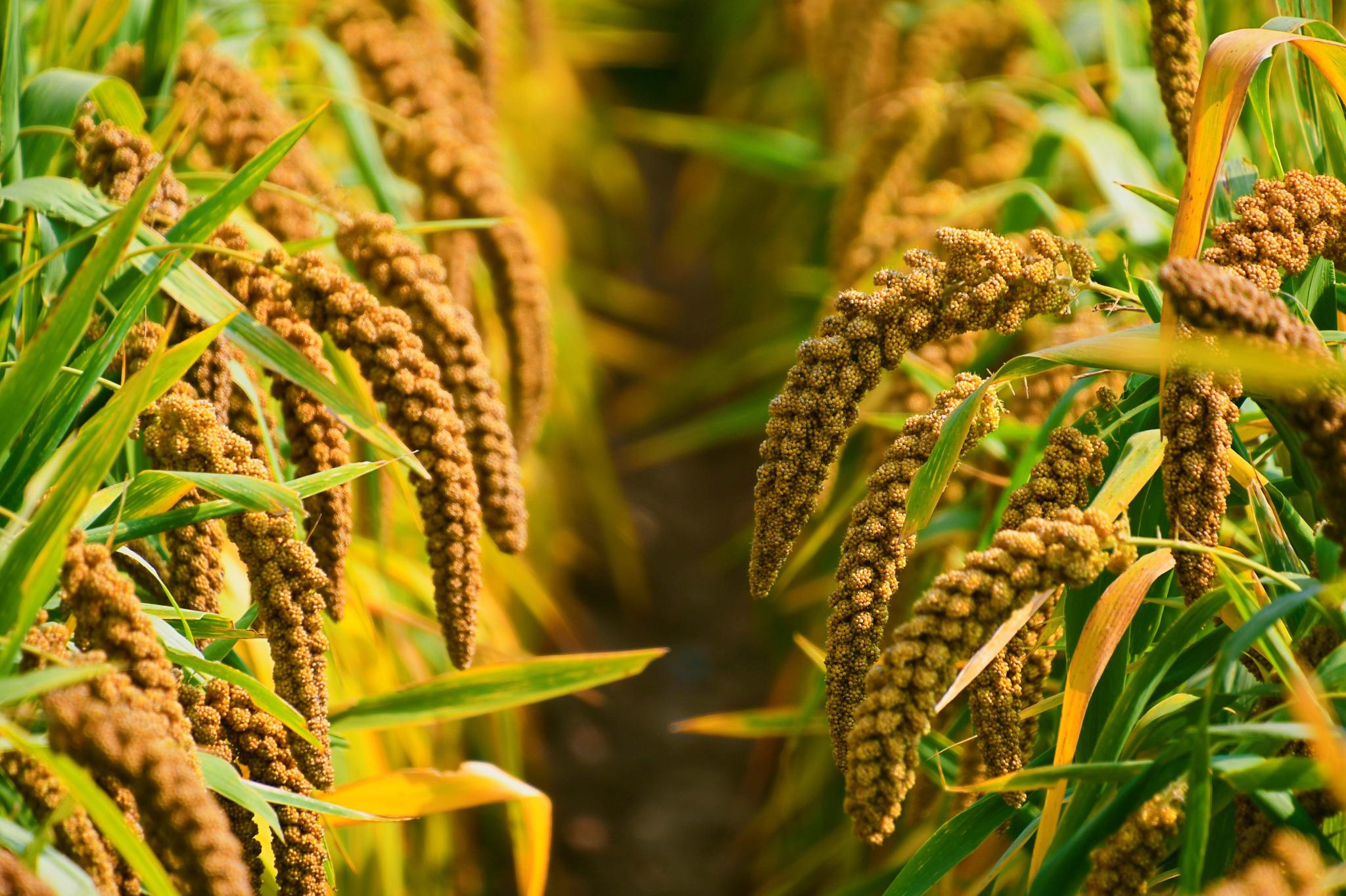 丰收的喜悦在沉甸甸的谷穗中,原创拍摄