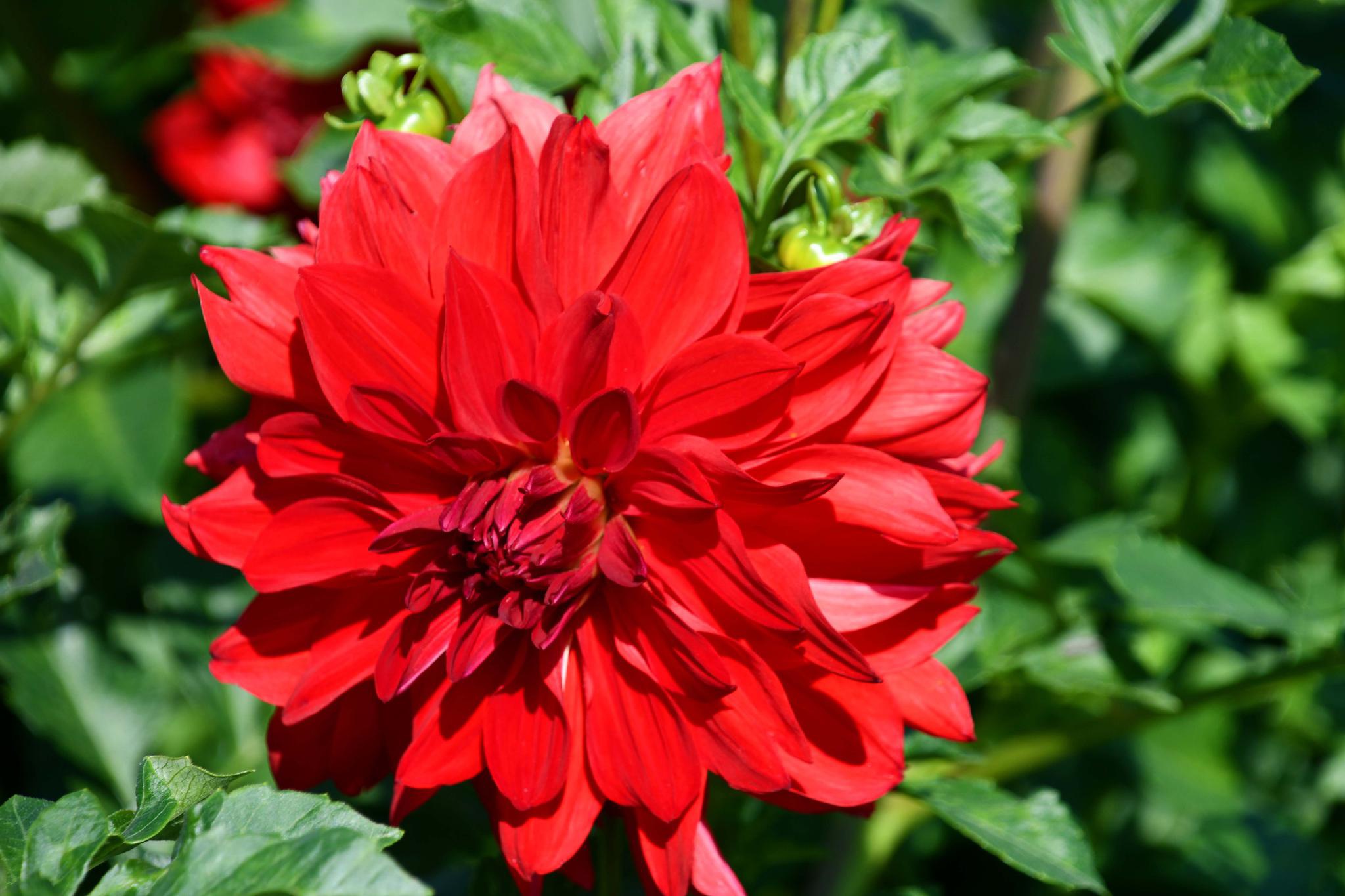 红色大丽花也叫西番莲,原创拍摄|大丽花|西番莲|红色_新浪新闻