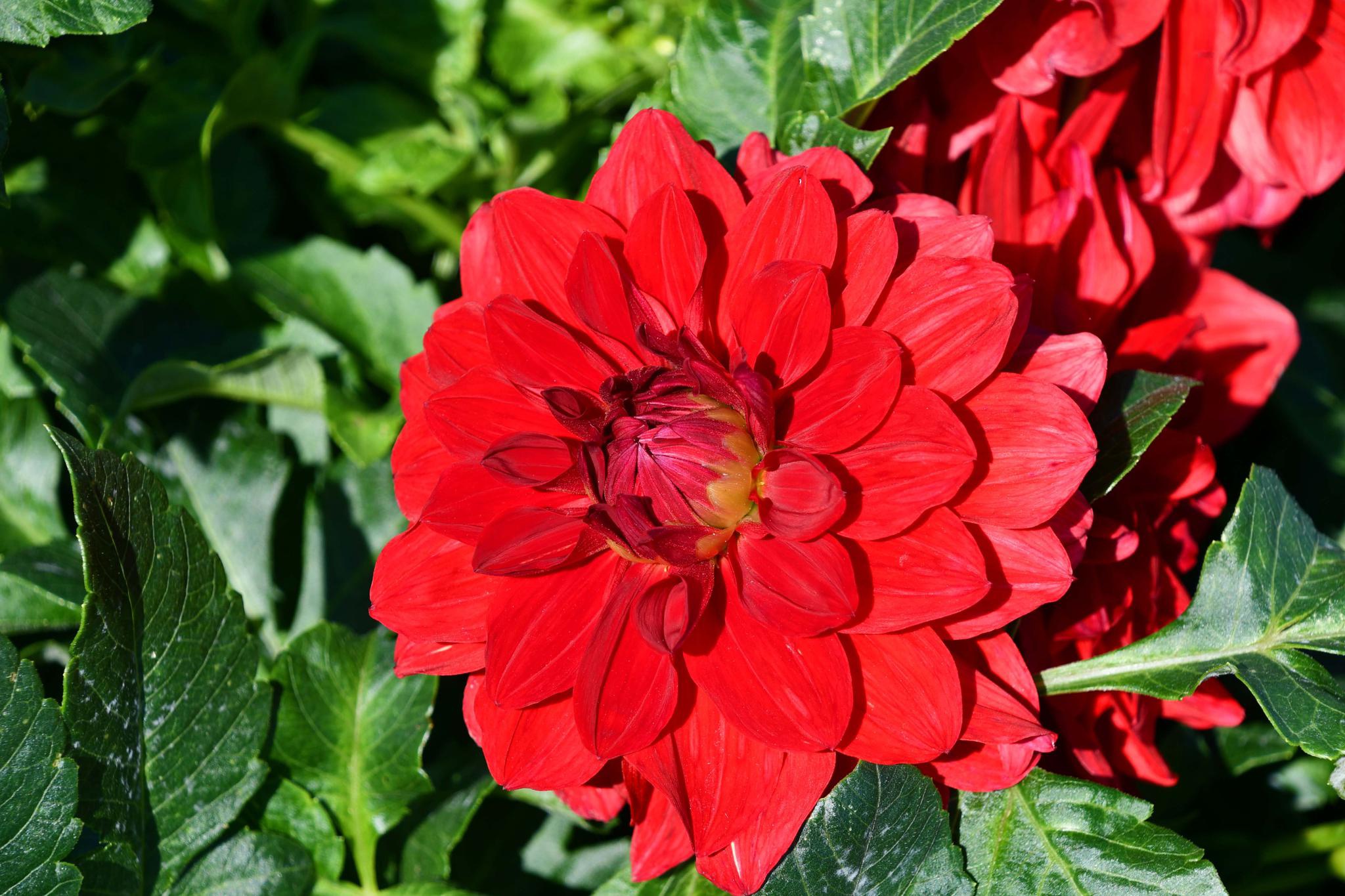 红色大丽花也叫西番莲原创拍摄