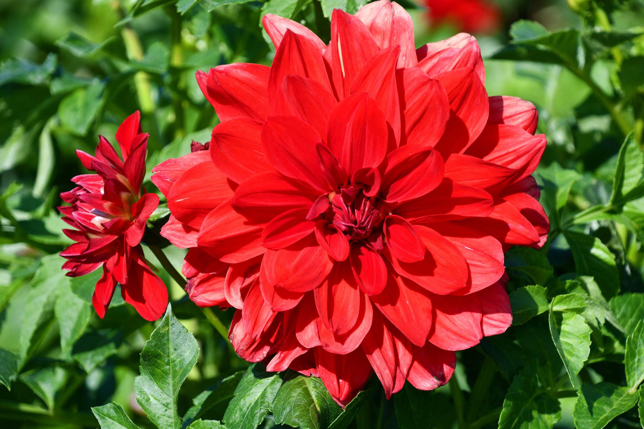 红色大丽花也叫西番莲原创拍摄