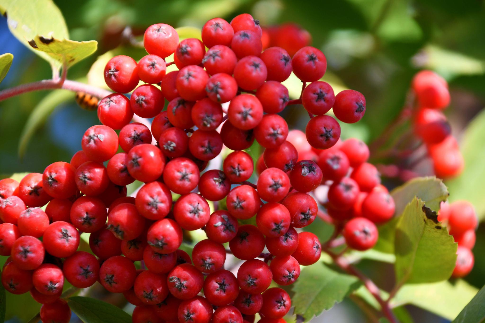 火红的花楸果,原创拍摄