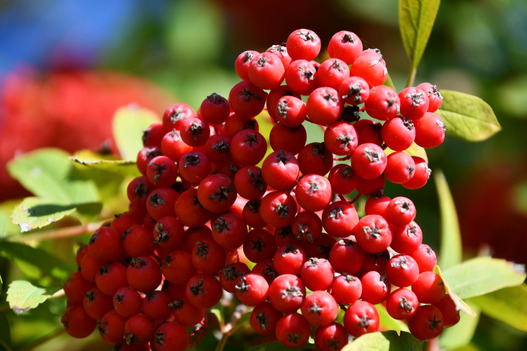 火红的花楸果,原创拍摄