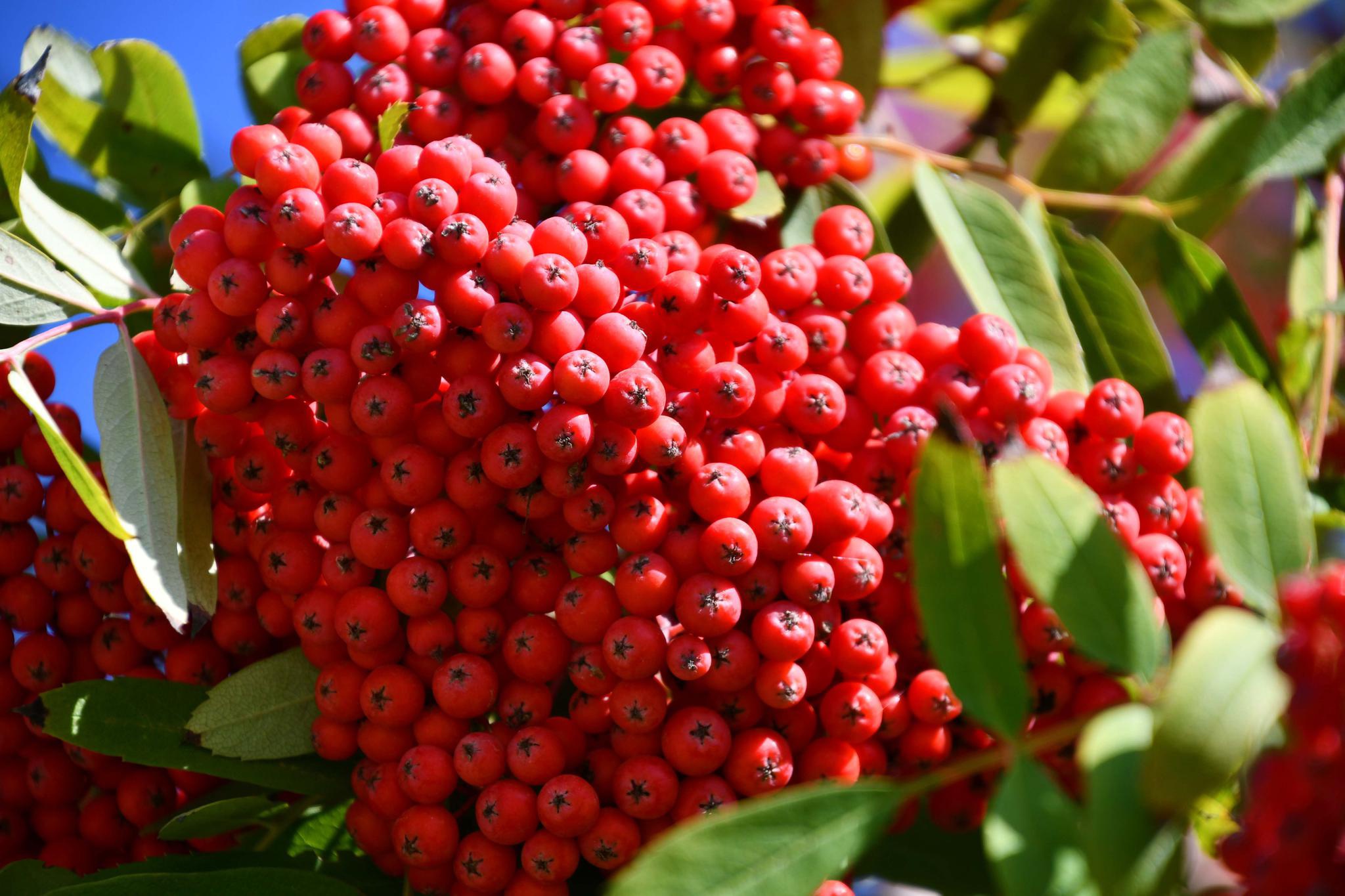 火红的花楸果,原创拍摄