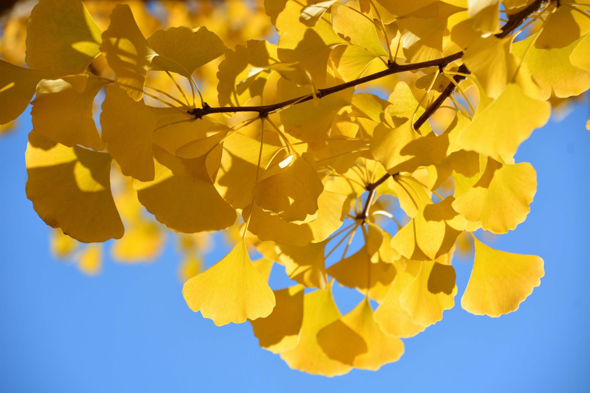 秋天的风景银杏叶,原创拍摄_高清图集_新浪网