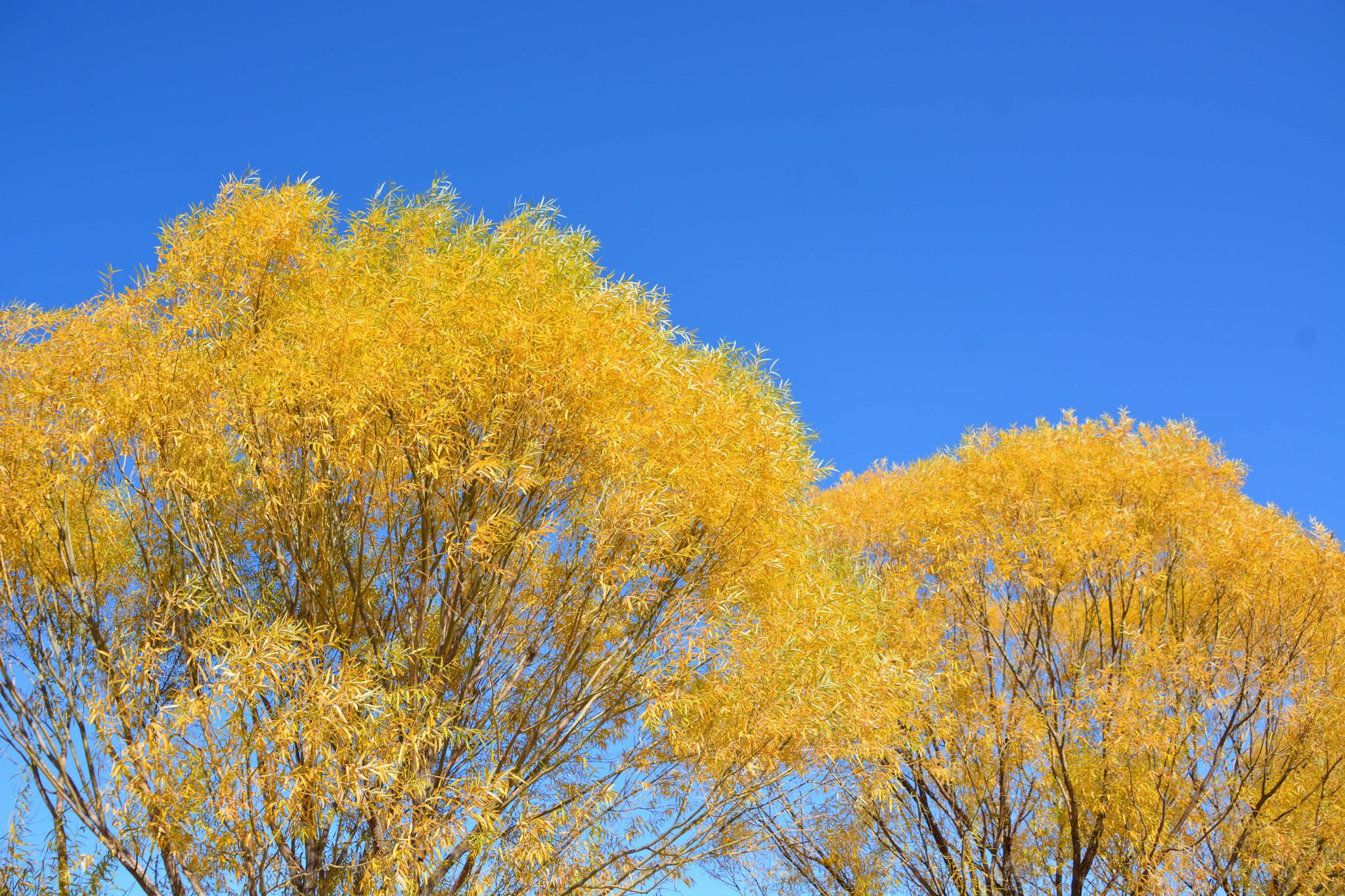 秋天金黄色的馒头柳,原创拍摄|馒头柳|金黄色|原创_新浪新闻